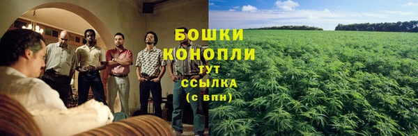 индика Белокуриха